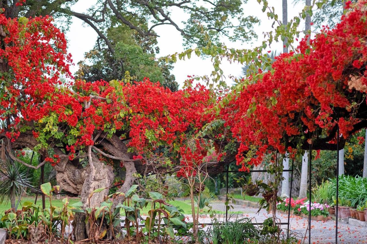Apartmán Ourmadeira - Loja Da Lenha, Charming Funchal  Exteriér fotografie